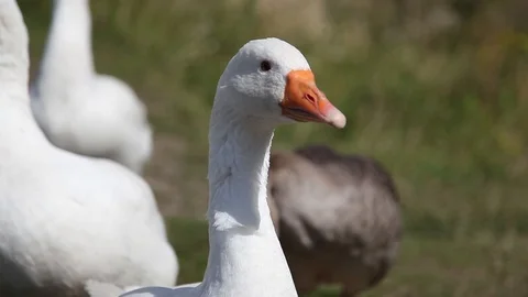 Close up of White Geese Stock Footage 89662487