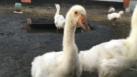 Close up of white geese on a paddock in a rural yard. They look at the camera Stock Footage 116480286
