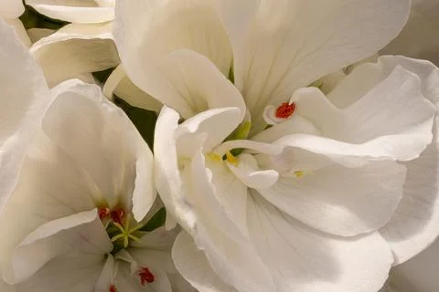 Close Up of White Geranium Flowers with Delicate Petals Stock Photos