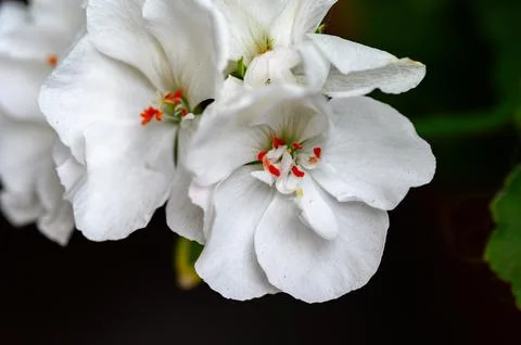 Close-up of White Geranium Flowers Stock Photos