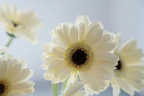Close-up of a white gerbera with a dark centre Stock Photos
