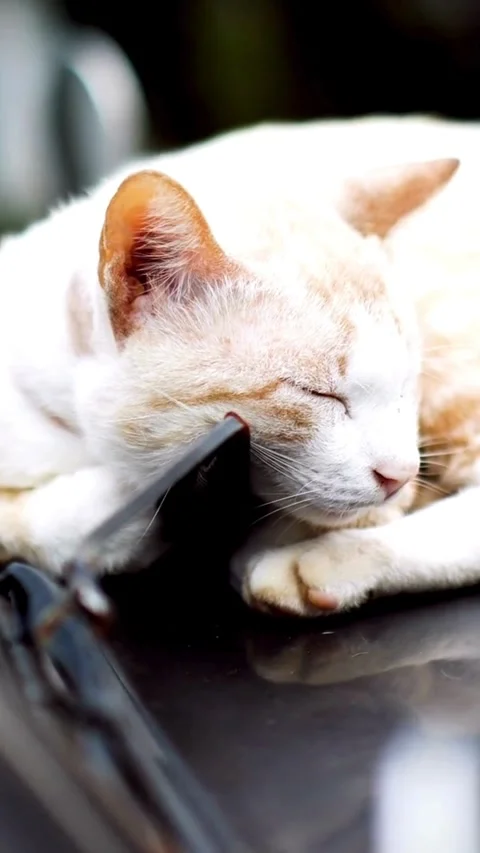 Close up of white ginger cat sleeping on car Video stock 331928362