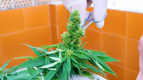 Close-up white gloved hands removing leaves from mature cannabis buds Stock Footage 323876404
