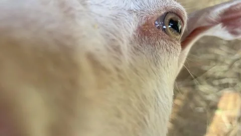 Close-up of a white goat in a farm setting. The goat has a curious expression. Stock Footage 318839842