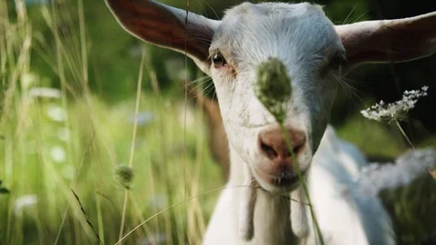 Close up on white goat Stock Footage 92409152