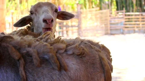 Close-up of a white goat's face chewing Stock Footage 277107571