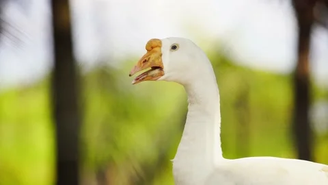 Close up white goose head and neck on a sunny day with green nature background. Stock Footage 166668842