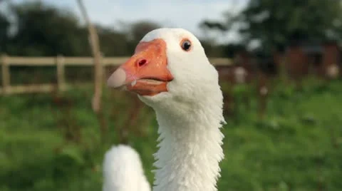 Close up of white goose looking at camera Stock Footage 18166874