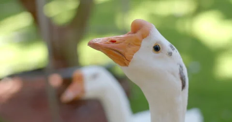 Close up white goose was looking at something. Stock Footage 295267852