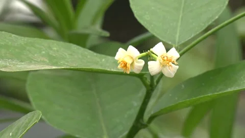 Close-up of white grapefruit flowers blooming on the tree. Stock Footage 309168224