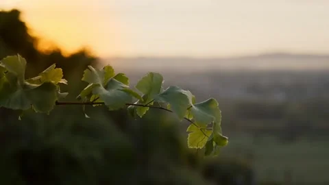 Close up of white grapes in the vines, pan cinematic 4k Stock Footage 243675305