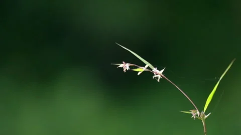 Close up of white grass flower swaying in the gentle breeze Stock Footage 320977132