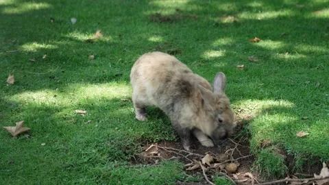 Close-up a white-gray rabbit chews green grass on the lawn in the summer in a Stock Footage 201607182