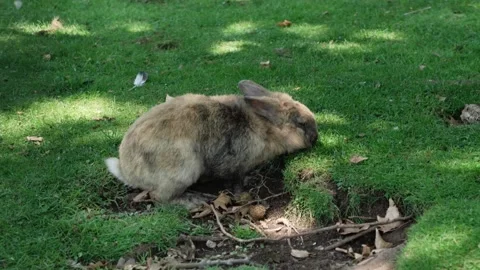 Close-up a white-gray rabbit chews green grass on the lawn in the summer in a Stock Footage 201607331