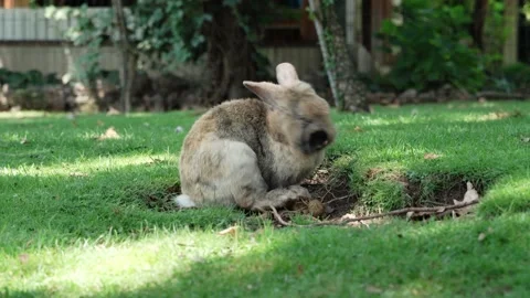 Close-up a white-gray rabbit chews green grass on the lawn in the summer in a Stock Footage 201607403