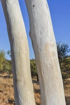 Close up of a white gum tree Stock Photos