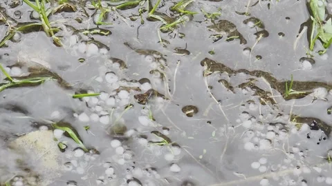 Close-up of white hail pellets falling into a muddy water puddle with green.. Vídeo Stock 332311562
