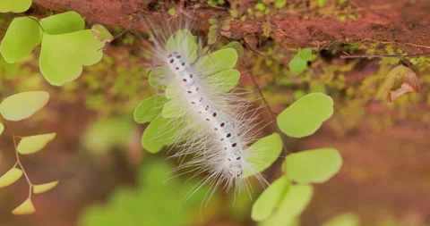 Close-up of a white hairy moth caterpillar moving gently over leaves during the Vídeos de archivo 339066575
