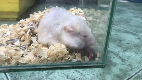 Close up of a white hamster playing in sawdust 스톡 동영상 140137060