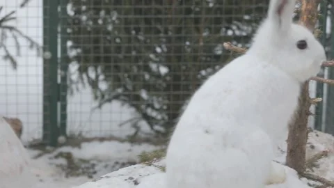 Close-up of a white hare a background of snow. Panorama of another white hare. Stock Footage 145331463