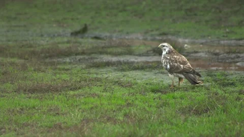 Close up white hawk eats small worms in the meadow. Stock Footage 147213438