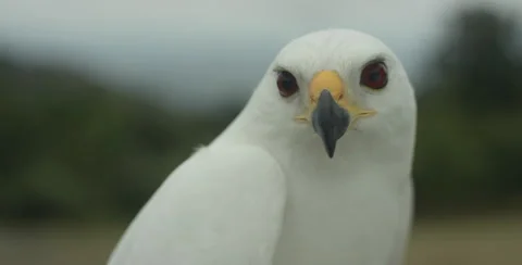 Close-up of white hawk Stock-Footage 67024061