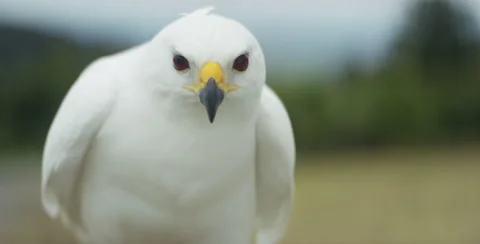 Close-up of the white hawk Stock-Footage 67024296