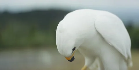 Close-up of the white hawk Stock-Footage 67024354