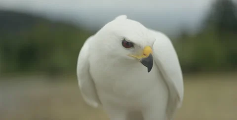 Close-up of the white hawk Stock Footage 67025092