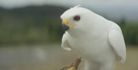 Close-up of the white hawk Stock-Footage 67025821