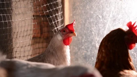 Close-up of a white hen's head with other chickens in the background 库存影片 278176099
