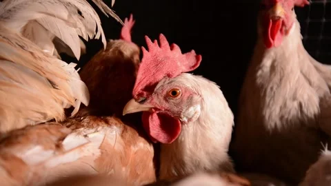 Close-up of a white hen's head with other chickens in the background 库存影片 278211310
