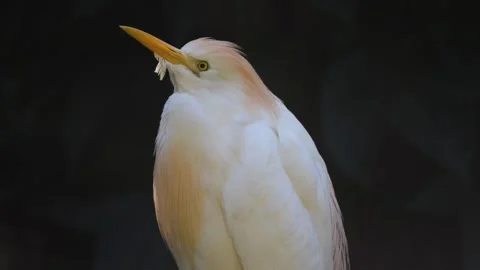 Close up of white heron Stock Footage 244599901