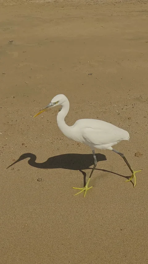 Close-up of White Heron walking on sandy beach in coastal area on bright sunny Vídeo Stock 330752919