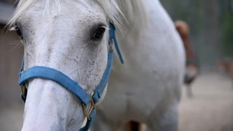 Close-up of white horse at a desolate barn Stock Footage 91468485