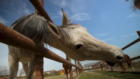 Close-up of a white horse eats carrot from hand. Horse feeding while standi.. Stock Footage 306247260