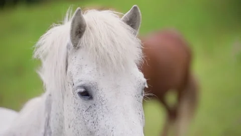Close-up on white horse 動画素材 219924260