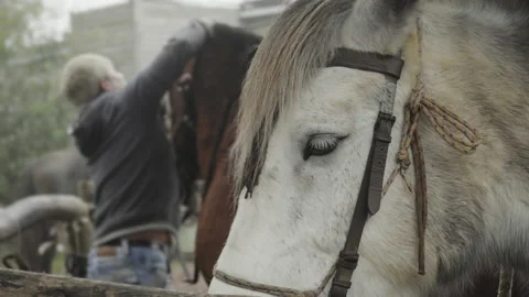 Close up on white horse head, in the background man preparing dark brown horse Stock Footage 165364581