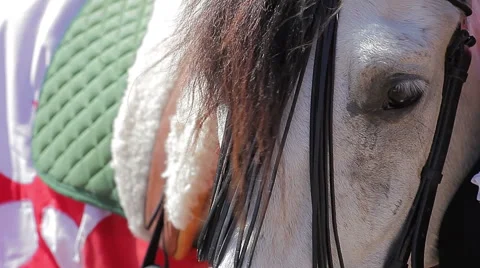 Close up on white horse head Stock-Footage 56525754