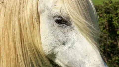 Close up of white horse with long mane Stock Footage 334719437