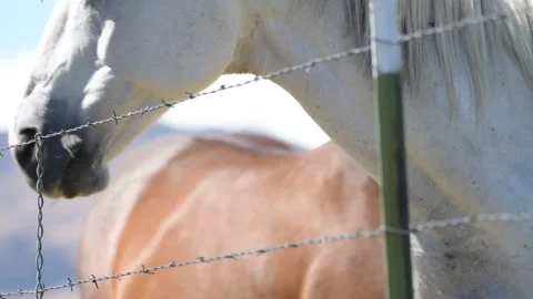 Close-Up of White Horse Muzzle and Mane Behind Barbed Wire Fence Video stock 336264542