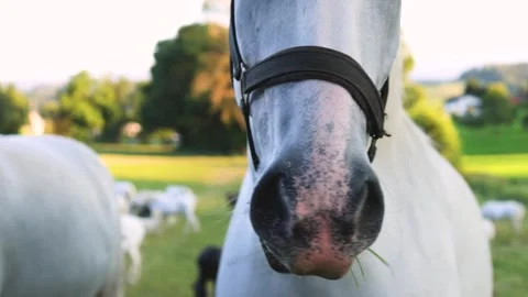 Close-up of white horse muzzle, herd of white horses in meadow Stock Footage 248237832