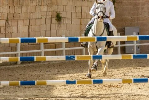 Close Up of a White Horse preparing before a five star equestrian competition Stock Photos