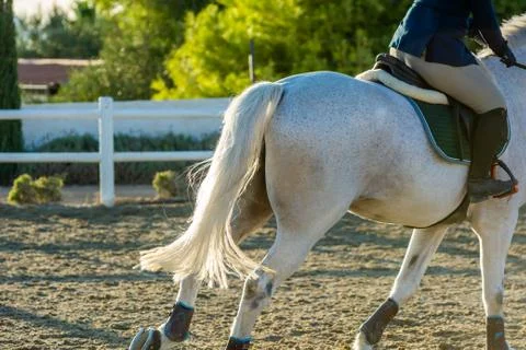 Close Up of a White Horse preparing before a five star equestrian competition Stock Photos