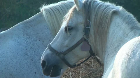 Close-up of white horses eating Stock Footage 30041720