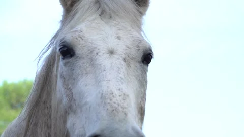 Close up of a white horse's head Video stock 140398510
