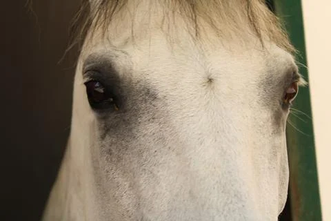 Close Up on White Horse's Head Stock Photos