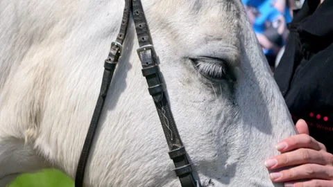 A close-up of a white horse's head, standing calmly in the sunlit field. Stock Footage 240409068