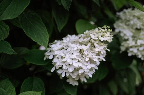 Close-up of white hydrangea bloom in a lush green garden setting Stock Photos