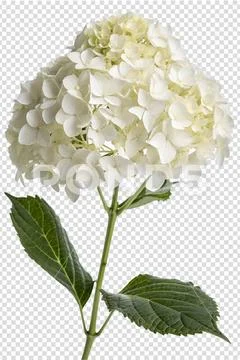 Close-up of white hydrangea bloom with lush green leaves PSD Template